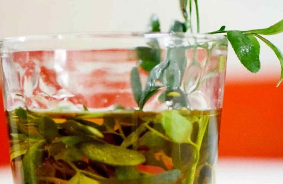 Un bartender repartirá caña con ruda gratis en Córdoba: ¿por qué se toma el 1° de agosto?