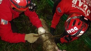 El tremendo rescate a un caniche que cayó a un pozo de 7 metros en Córdoba.