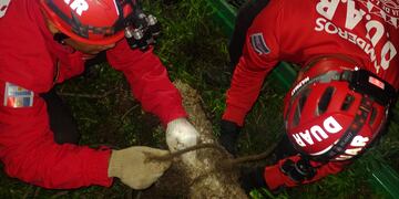 El tremendo rescate a un caniche que cayó a un pozo de 7 metros en Córdoba.