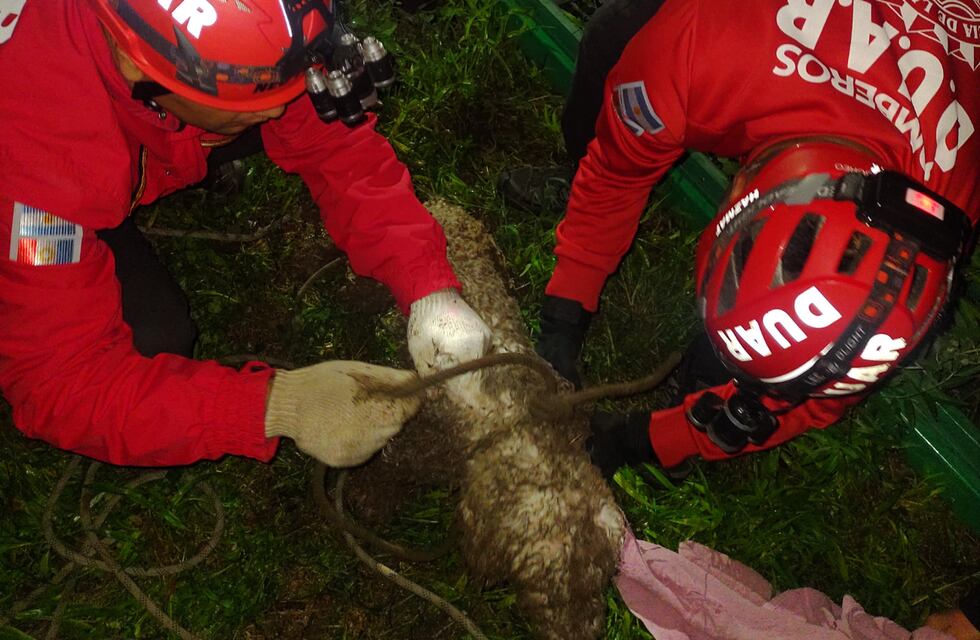 Inundaciones en Córdoba: el tremendo rescate a un caniche que cayó a un pozo de 7 metros