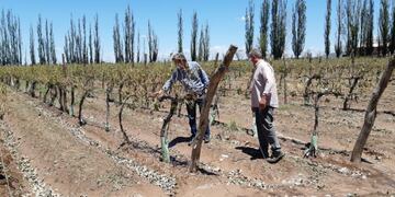 Una viña que la piedra dejó sin nada de follaje ni frutos.