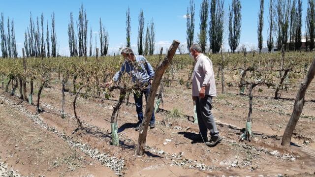 Una viña que la piedra dejó sin nada de follaje ni frutos.