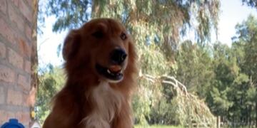 "Preguntale", el perro viral en TikTok.