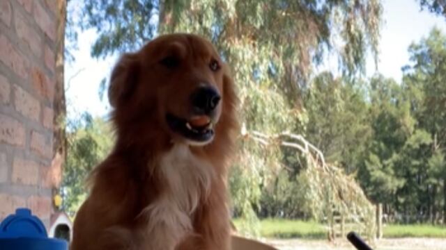 "Preguntale", el perro viral en TikTok.