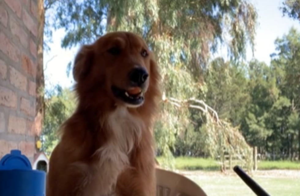 Vistieron a su perro de gaucho y el video se volvió viral: “Campero desde temprano”