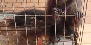 En un procedimiento, hallaron droga y a un mono en cautiverio en San Javier.