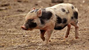 Dos vecinos de Comodoro Rivadavia corrieron a un cerdo por plena avenida.
