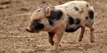 Dos vecinos de Comodoro Rivadavia corrieron a un cerdo por plena avenida.