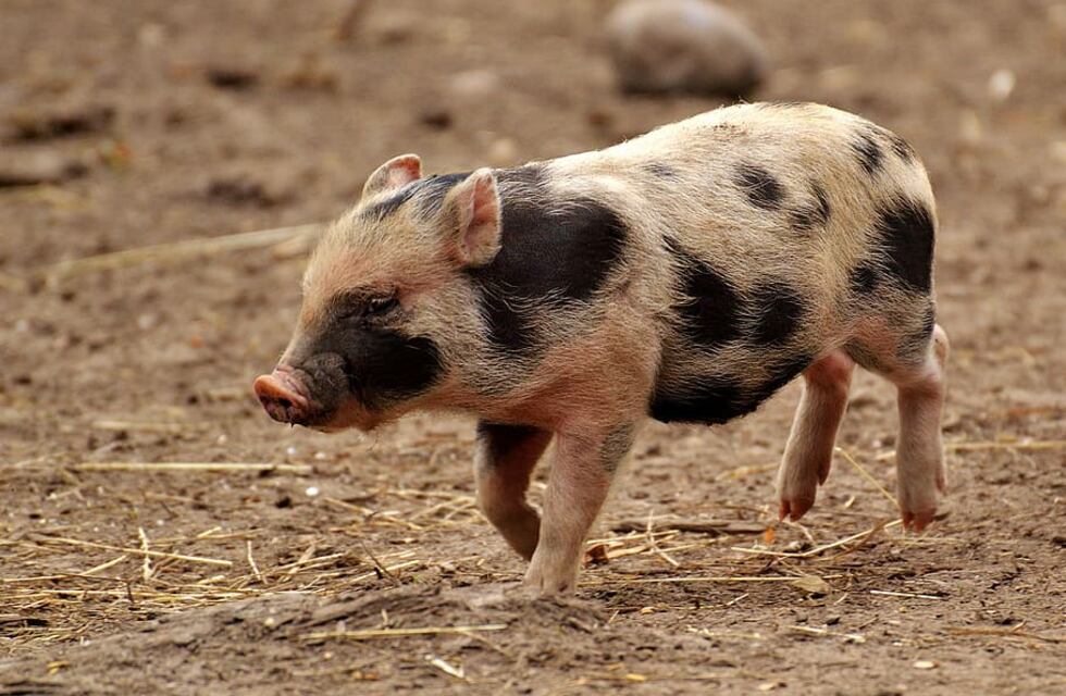 Insólito suceso en Chubut: se les escapó un cerdo y lo corrieron por plena avenida en Comodoro Rivadavia