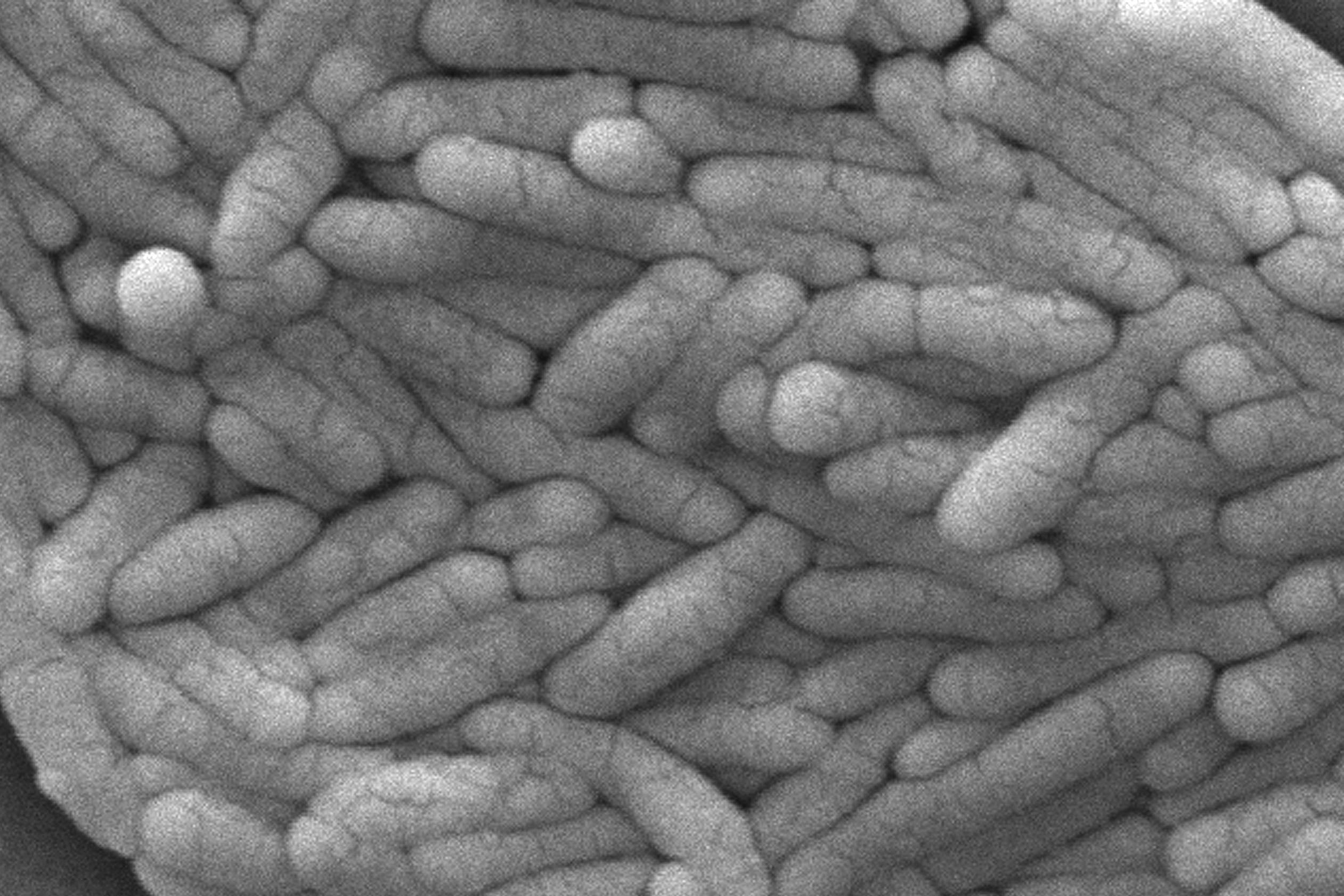 Bacterias. Imagen ilustrativa.